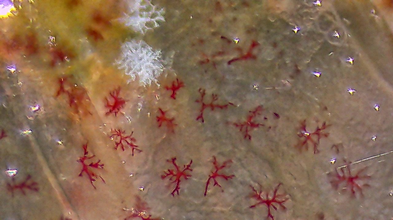 Un minuscolo abitante degli scogli: anatomia e biologia di un anfipode marino